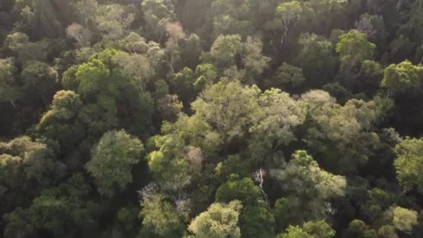 Drönarflygning Vid Solnedgången Över Djungeln Regnskogen Iguazu Nära Misiones Argentina — Stockvideo