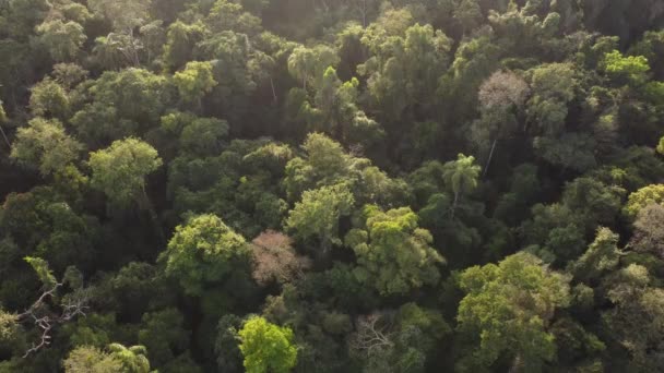 黄金の夕日の間に深いイグアス熱帯雨林のジャングルの平和的なドローンショット — ストック動画