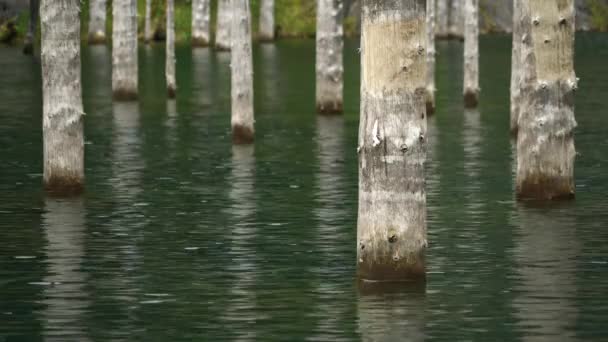 Des Troncs Forêt Épinettes Coulées Élèvent Dessus Eau Proximité Lac — Video