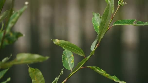 Roślinne Gałęzie Liście Drewniane Świerki Trunks Rising Water Kolsay Lake — Wideo stockowe
