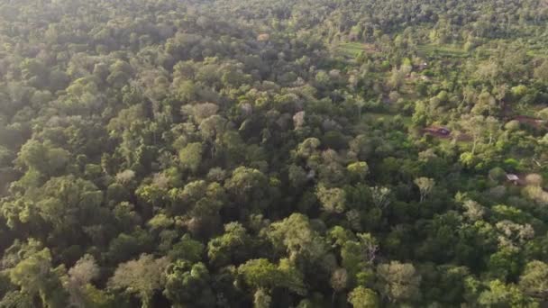 Egy Dinamikus Légi Felvétel Puerto Iguazu Szűz Erdőről Mbya Guarani — Stock videók