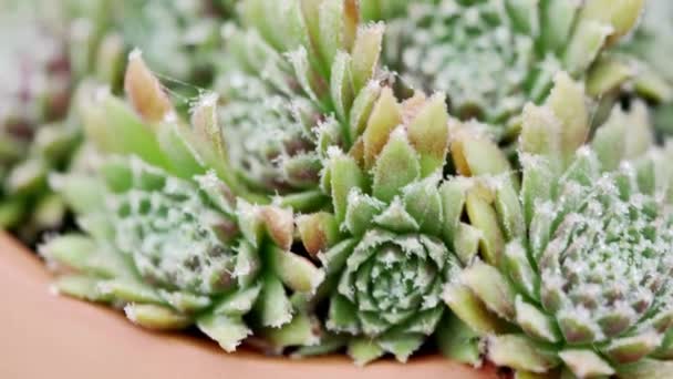 Panning Plant Grown Succulent Plant Outdoors — Stock Video