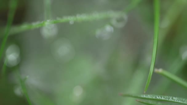 水滴で覆われた葉から霧の水滴で覆われたクモの巣に焦点を当てる — ストック動画