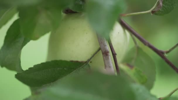 Focando Panning Apple Para Folhas Macieira — Vídeo de Stock