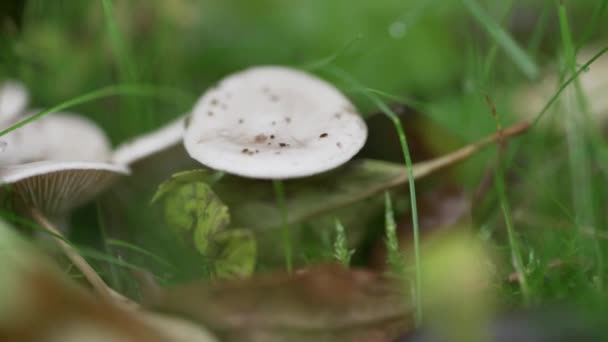 Closeup Shot Mushrooms Grass Camera Movement Reveal More Mushrooms Leaves — Stock Video