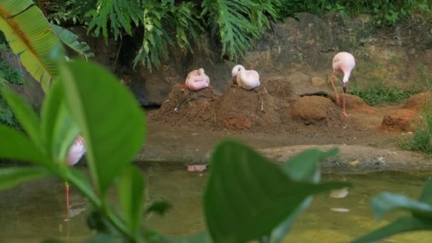 Skupina Flamingoes Relaxaci Vodní Nádrže Rostlin — Stock video