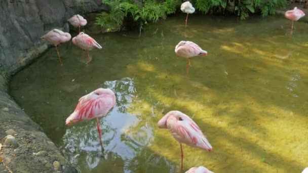 Gruppe Von Flamingos Schläft Flachwasserteich Und Pflanzen — Stockvideo