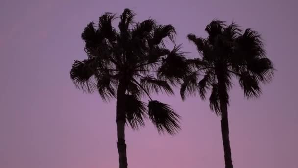 Silhouette Φοίνικα Κατά Μοβ Ηλιοβασίλεμα Miami Vibes — Αρχείο Βίντεο