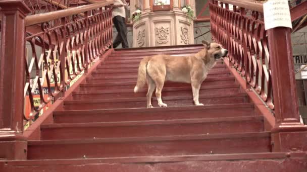 Dog Person Walking Stairs — Stock Video