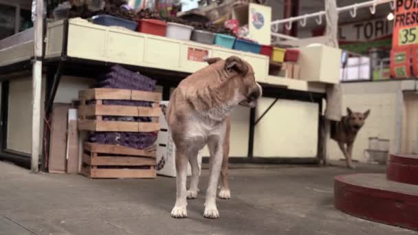 Couple Dogs Hanging Out Market — Stock Video
