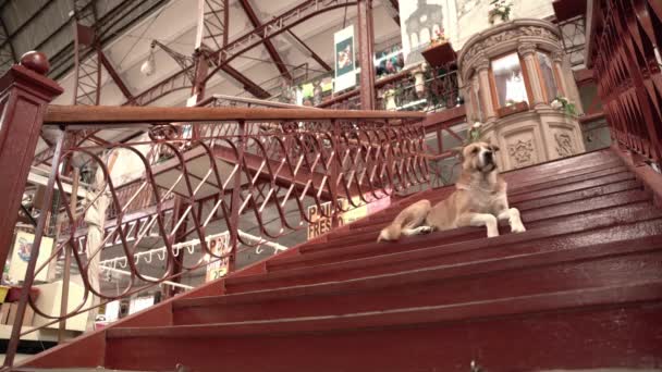 Hund Chillt Auf Treppe Markt — Stockvideo