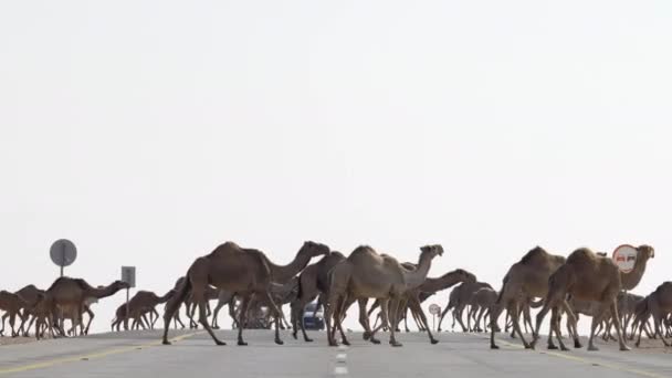 Etablera Statisk Över Grupp Många Kameler Korsar Motorvägen Öknen — Stockvideo