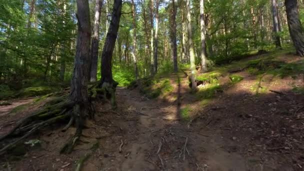 走在森林的一条美丽的小径上 有游客的签名 还有阳光透过树叶窥视 — 图库视频影像