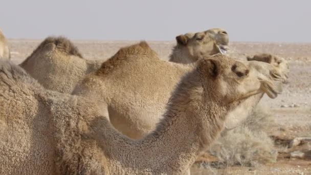 Καμήλες Μαζί Και Κλείστε Ενώ Μασάτε Και Περπατάτε Προς Εμπρός — Αρχείο Βίντεο