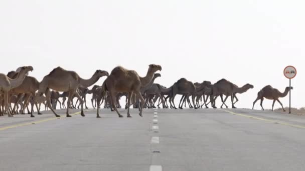 Ένα Κοπάδι Καμήλες Διασχίζουν Ένα Δρόμο Χωρίς Ανθρώπους Μια Συννεφιασμένη — Αρχείο Βίντεο