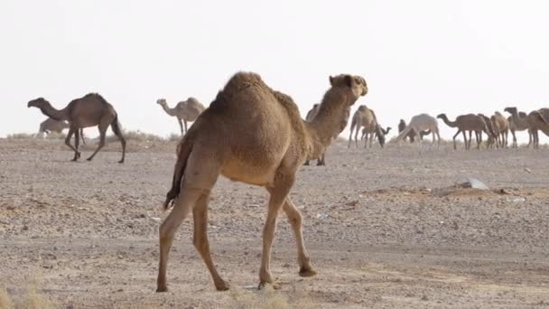 Большой Одногорбый Верблюд Camelus Dromedarius Идущий Своим Стадом Пустыне Slow — стоковое видео