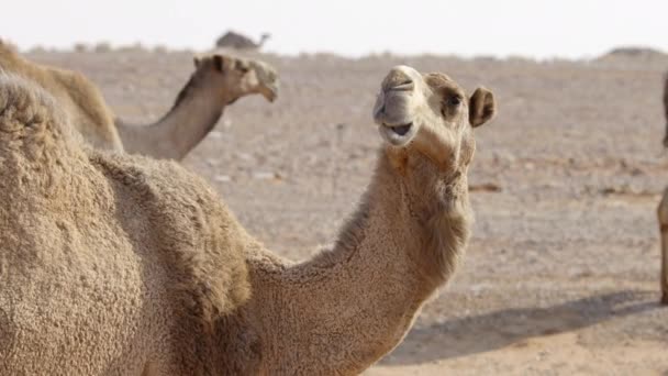 Верблюд Пустелі Жує Дивиться Камеру Іншими Ходять Задньому Плані Повільний — стокове відео