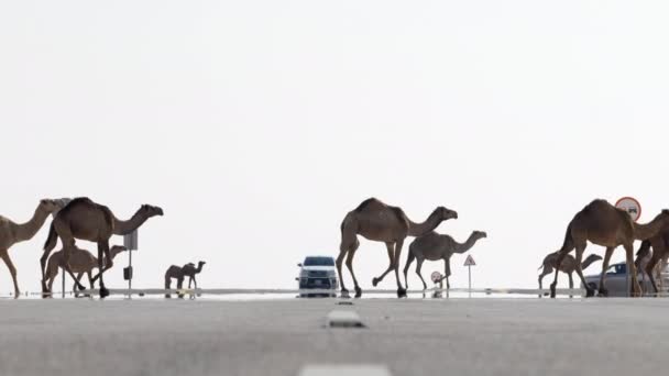 Медленное Движение Стада Верблюдов Идущих Шоссе Пустыни Дакар — стоковое видео