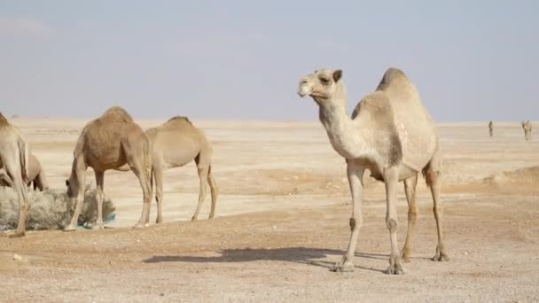 Kamelhjord Med Nyfiken Kamel Tittar Runt Sandy Dubai Öken Terräng — Stockvideo