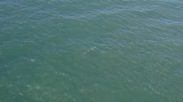 Tropical Ocean Bottlenose Dolphin Swimming East Coast Qld Australia Aerial — Stock Video