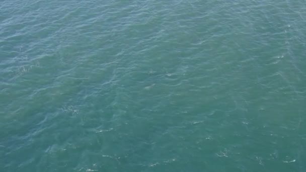 Flasknos Dolphin Simning Blå Havet Östkusten Qld Australien Antenn Drönare — Stockvideo