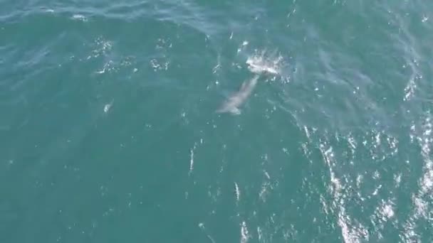 Bottlenose Dolphin Tropical Sea New South Wales Australia Aerial Top — Stock Video