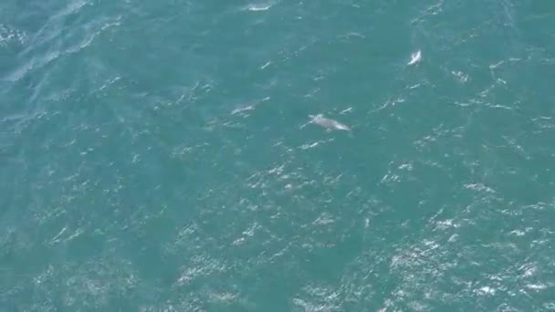 ニューサウスウェールズ州のターコイズブルーの海で泳ぐイルカのトップダウンビュー ドローンショット — ストック動画