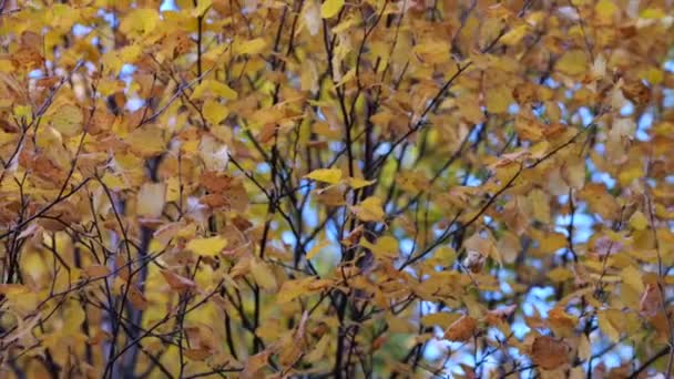 Zweig Mit Gelben Und Orangen Blättern Herbstwald Nahaufnahme Schwenken Zeitlupe — Stockvideo