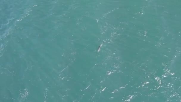 Tropical Seascape Bottlenose Dolphin Swimming New South Wales Australia Aerial — Stock Video