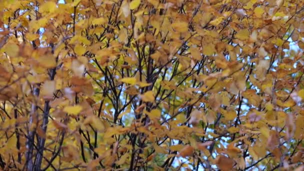 Podzimní Větve Poplar Tree Barevným Žlutým Listím Tažné Zaostření — Stock video