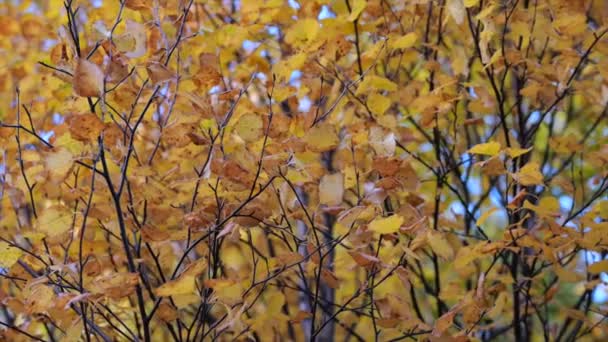 Herbstzweige Einem Stadtpark Handschuss Von Lindenzweigen Die Herbst Mit Orangefarbenen — Stockvideo