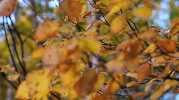 Orange Yellow Leaves Branch Apple Tree Close — Stock Video