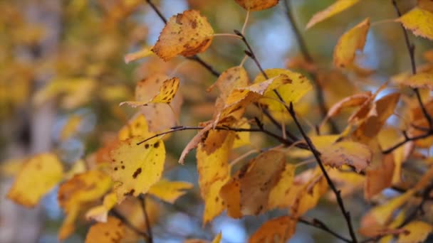 橙三棵树叶背景近景轨道慢镜头拍摄 — 图库视频影像
