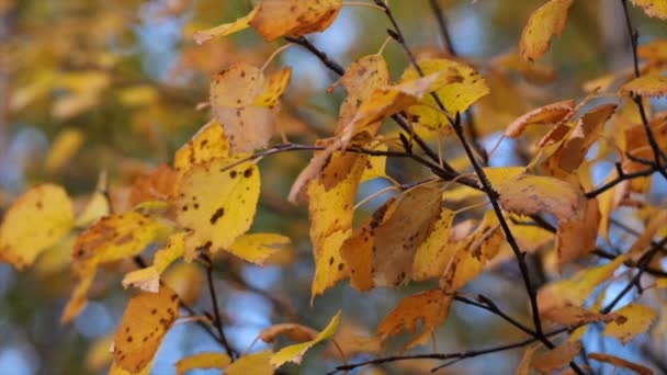 Větve Stromů Podzim Žlutými Listy Podzimní Pozadí — Stock video