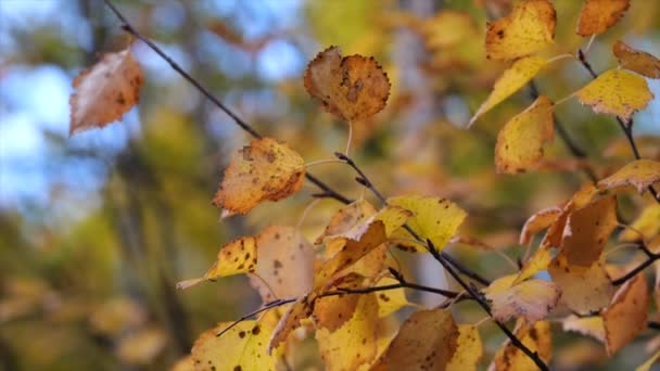 ポプラのオレンジ色の秋の枝に近い葉 浅い焦点 — ストック動画