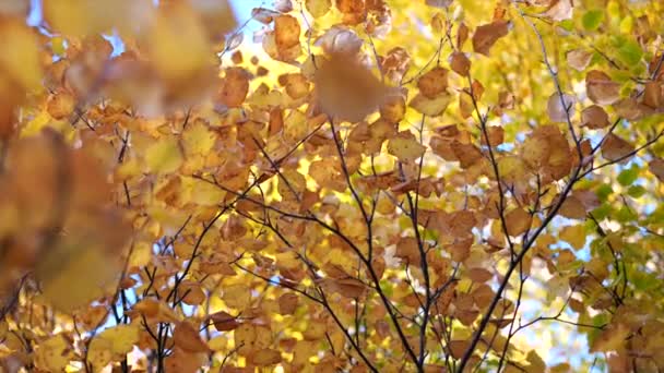 空を背景に落ち着いた黄色のオレンジの葉を持つ美しい秋の木 — ストック動画