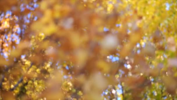 Olhando Para Cima Bela Folhagem Floresta Outono Com Folhas Coloridas — Vídeo de Stock