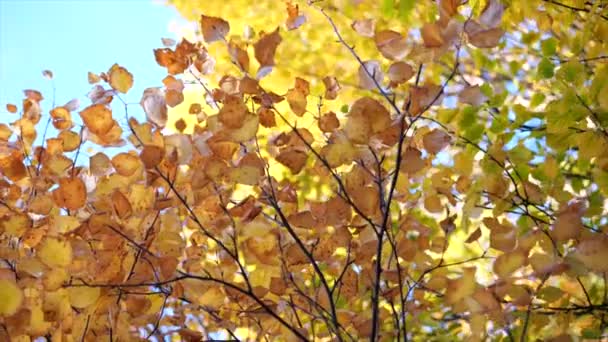 Folhas Outono Ramos Árvore Ulmeiro Retroiluminados Contra Céu — Vídeo de Stock