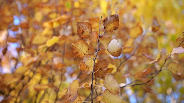 Een Delicate Tak Van Iepboom Met Kleurrijke Herfstbladeren Wazige Achtergrond — Stockvideo