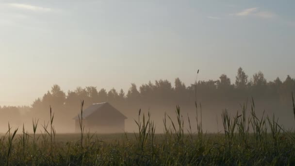 Gudang Stant Lapangan Terbuka Perbatasan Rusia Dan Ukraina Tanaman Ditutupi — Stok Video