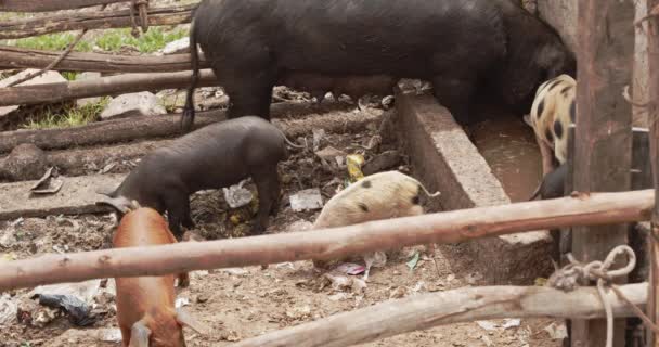 Schweine Trinken Aus Schmutzigem Trog Cusco Peru — Stockvideo
