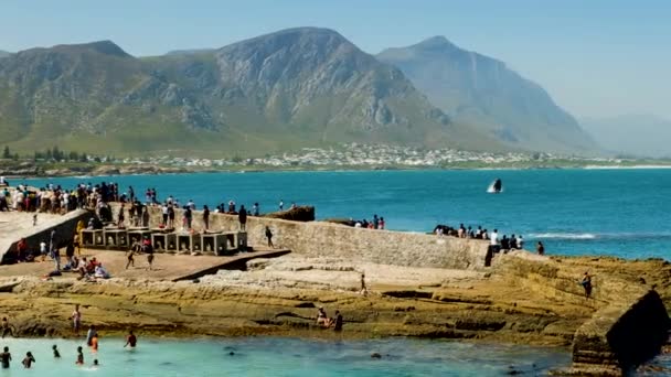 Valbrott Inför Publik Hermanus Old Harbour Sydafrika — Stockvideo