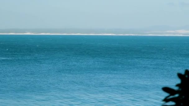 Baleia Franca Sul Invade Costa Hermanus Observação Baleias Baseada Terra — Vídeo de Stock