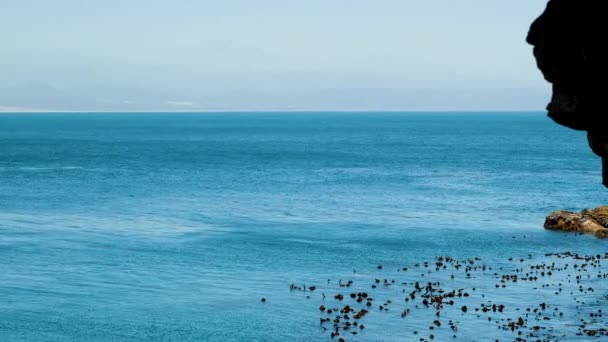 Infracciones Ballenas Con Salpicaduras Masivas Cerca Costa Océano Azul Tranquilo — Vídeo de stock