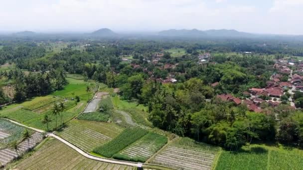 Ladang Padi Dekat Desa Sriwedari Bali Pemandangan Udara — Stok Video
