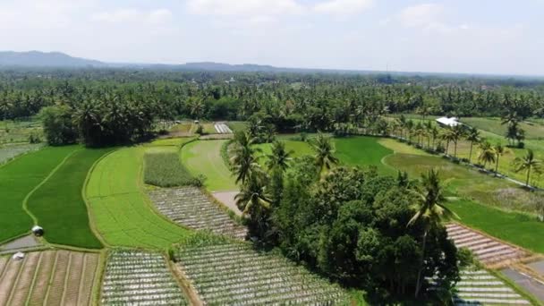 Levande Gröna Risfält Och Tropiska Växter Indonesien Flygdrönare — Stockvideo