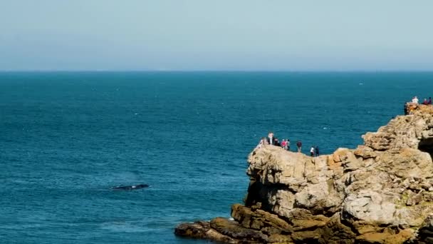 Turyści Klifach Hermanus Obserwujący Wieloryby Blisko Wybrzeża — Wideo stockowe