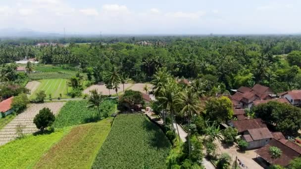 Drukke Kleine Stad Met Verkeer Levendige Palmbomen Bali Eiland Vanuit — Stockvideo
