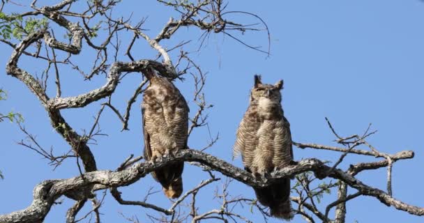 South American Great Owl Jacurutu Национальном Парке Серра Канастра Подвид — стоковое видео