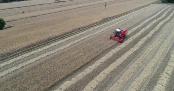 Вид Воздуха Комбайн Собирает Пшеницу Тюками Сена Заднем Плане — стоковое видео